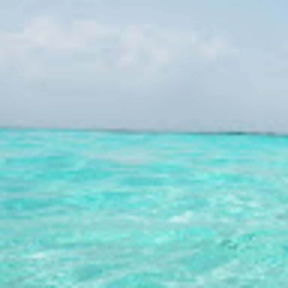 Meet your Posher, Mollie